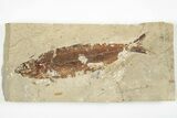 Cretaceous Fossil Fish (Organotegatum) - Hakel, Lebanon #201347-1